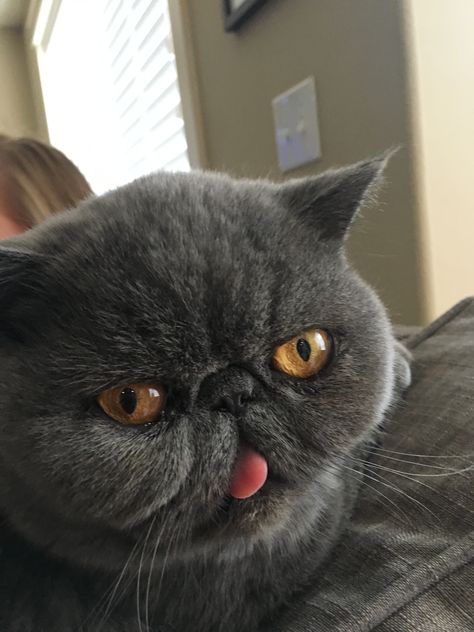 Exotic Shorthair Cat Source: Pickles_the _persian_blue instagram Shorthair Persian Cat, Persian Cat Drawing, Black Persian Cat, Cat Haircut, White Persian Cat, Cat Personality, Cutest Animals On Earth, Angora Cats, Blue Instagram