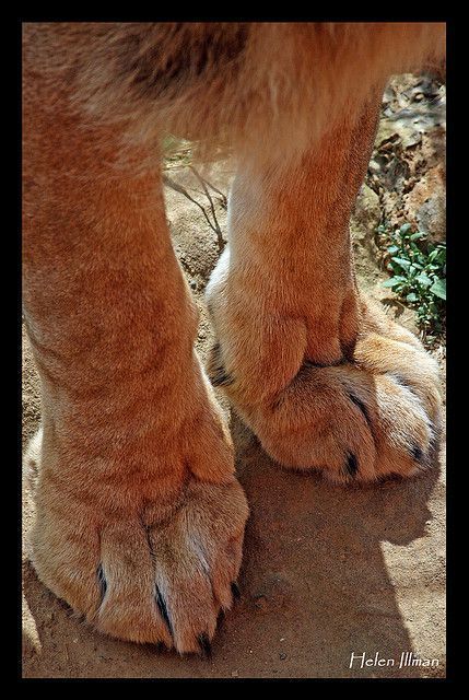 Lion Paws Reference, Big Cat Paws, Lioness Sculpture, Lion Paws, Kitty Paws, Female Lion, Wild Lion, Cat Anatomy, Lion Drawing