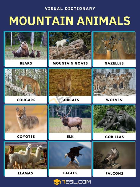 Types Of Mountains, Mountain Animals, Mountain Ecosystem, Names Of Birds, Animals Name In English, Wildlife Facts, Deer Species, List Of Animals, Mountain Goat