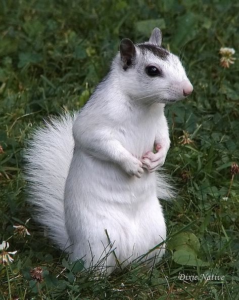 albino squirrel Brevard North Carolina, White Squirrel, Albino Animals, Cute Squirrel, Unusual Animals, The Grass, Sweet Animals, Animal Planet, Squirrels