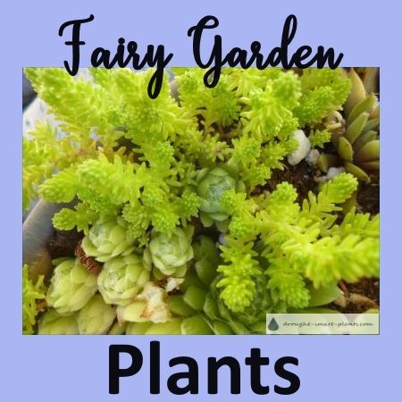 Mason Jar Herb Garden, Indoor Fairy Gardens, Fairy Garden Plants, Fairy Garden Designs, Fairy Garden Crafts, Fairy Furniture, Mini Fairy Garden, Garden Quotes, Fairy Garden Houses