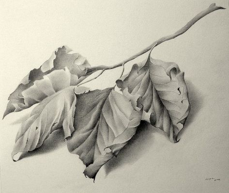 Leaf Pencil Drawing, Flowers Sketching, Sketch Shading, Drawing Leaf, Botanical Sketches, Pencil Drawing Ideas, Leaves Sketch, Academic Drawing, Realistic Sketch