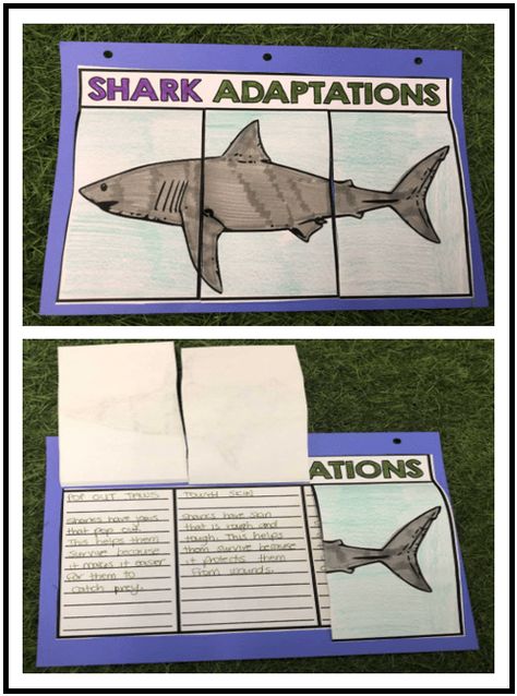 Animal Adaptations Project, Animals Adaptations Activities, Animal Adaptations Activities 2nd Grade, Animal Adaptations Anchor Chart, Animal Adaptation Activities, Animal Adaptations Experiments, Sen Classroom, Animal Adaptations 3rd Grade, First Grade Animal Research Project