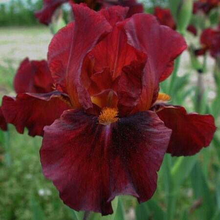 ♥♥♥ Iris Meaning, Birds Robin, Red Iris, Garden Angel, Iris Garden, Brown Flowers, Bearded Iris, Burgundy Flowers, Plant List