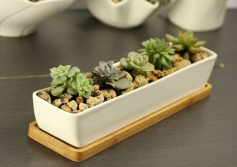 AmazonSmile : 11.1 inch long rectangle White Ceramic Succulent Planter Pots / Mini Flower Plant Containers with Bamboo Saucers. Product size:11.1x2.36x1.77inch. (long rectangle) : Garden & Outdoor Succulent Ideas, Ceramic Crafts, Plant Containers, Rectangle Planters, Plant Window, Ceramic Succulent Planter, Ceramic Succulent, Bamboo Tray, White Rectangle