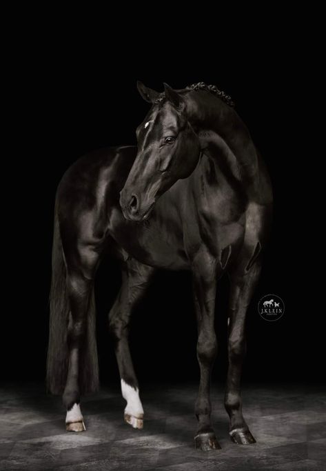 White Horse Photography, Horse Photoshoot Ideas, Equine Photography Poses, Horse Photography Poses, Horse Profile, Equine Portraits, Palomino Horse, Black Background Photography, Horse Wallpaper