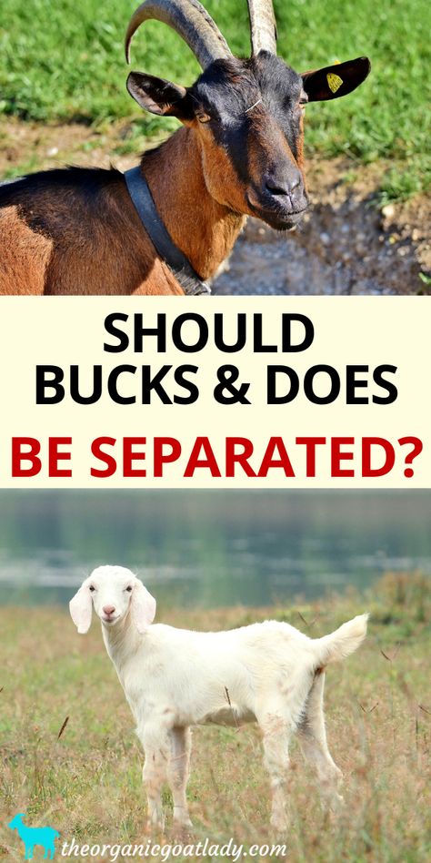 Should Bucks and Does Be Separated? - The Organic Goat Lady Arapawa Goat, Goat Farming Ideas, Goat Tips, Homesteading Supplies, Milking Goats, Breeding Goats, Big Dog House, Goat Fence, Milk Goats