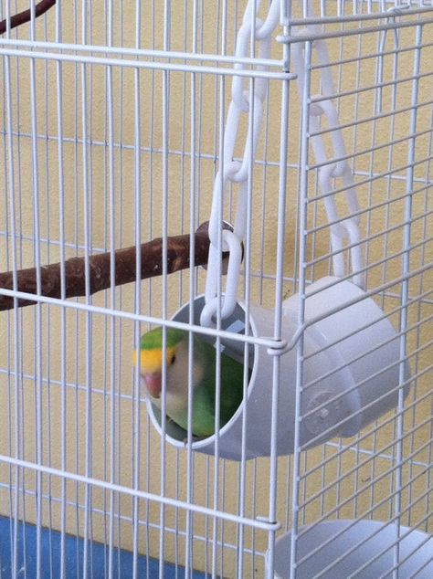 Dutch Blue, Goldie Big Bird Cage, Homemade Bird Toys, Parakeet Care, Cockatiel Toys, Diy Bird Cage, Parakeet Toys, Diy Bird Toys, Budgie Toys, Pet Bird Cage