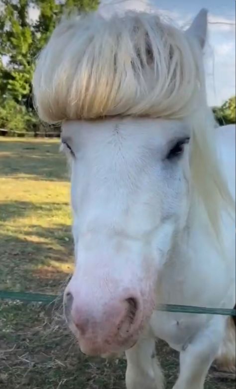 white blonde horse with a fringe / bangs pony Horses And Ponies, Funny Horses Pictures, Horse With Braids, Blond Horse, Goofy Horse, Blonde Horse, Horse Hairstyles, Blond Pony, Haircut Bangs