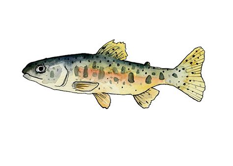 Trout. Pen and ink drawing colored in with gouache. www.briennecosman.com Funky Drawing Ideas Easy, Trout Drawing Simple, Funky Fish Drawing, Fish Marker Drawing, Small Fish Drawing, Fish Pen Drawing, Fish Gouache, Fish Painting Easy, Watercolor Trout