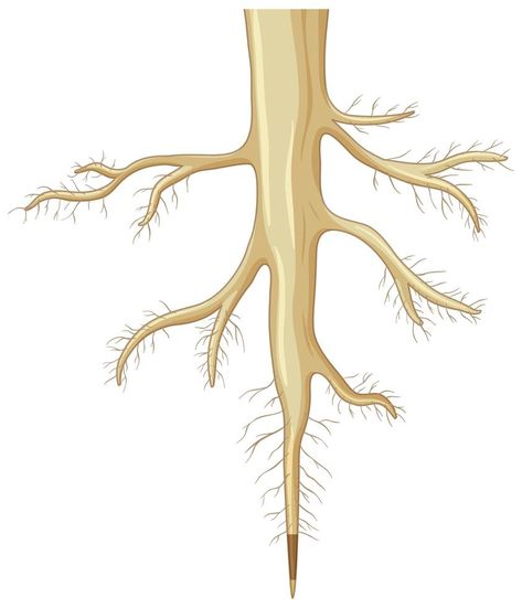 Close up of plant roots isolated on white background Root Diagram, Ghost Roots, Plants Illustration, Classroom Anchor Charts, Parts Of A Plant, Picture Illustration, Root System, Flowering Plants, Clipart Black And White