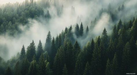 Dense, misty forest Nature 1080p HD Image with towering evergreens and soft light filtering through the fog. Nature Background Images Hd 4k, Desktop Wallpaper Hd 1080p Laptop Nature, Ultra Hd 4k Wallpaper, 4k Wallpapers For Pc, Nature Background Images, Image Nature, Mountain Wallpaper, Misty Forest, Background Images Hd