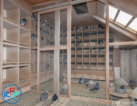 Pigeon Keeping, Loft Design Ideas, Pigeon Coop, Racing Pigeon Lofts, Pigeon Loft Design, Loft Plans, Pigeons For Sale, Pigeon Nest, Pigeon Cage