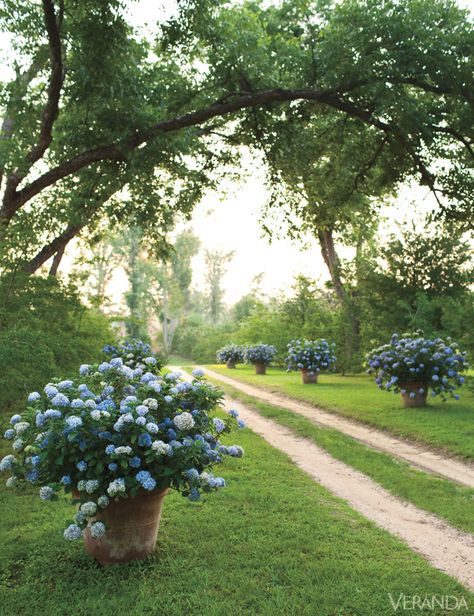 The property of a 19th-Century Southern Gothic cottage designed by Furlow Gatewood. Beautiful Driveways, Hydrangea Potted, Blue Hydrangeas, Hydrangea Garden, The Secret Garden, Dirt Road, Gorgeous Gardens, Garden Cottage, Blue Hydrangea