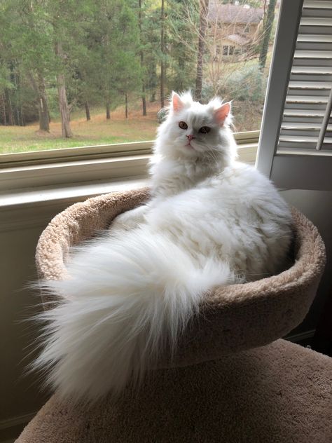 Fluffy White Cat, Angora Cats, Cute Little Kittens, Gorgeous Cats, White Cats, Fluffy Cat, Ragdoll Cat, Persian Cat