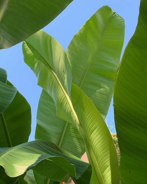 Hawaii Native Plants, Tropical Nature Aesthetic, Tropical Beach Photography, Tropical Flowers Aesthetic, Green Beach Aesthetic, Island Girl, Beach Aesthetic, Nature Aesthetic, Beach Vibe