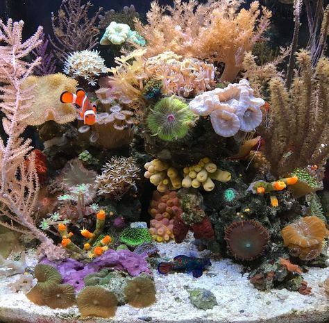 Coral Tank Aquarium, Aquarium Saltwater, Coral Reef Tank, Saltwater Aquarium Setup, Reef Tank Aquascaping, Coral Aquarium, Nano Reef Tank, Fish Tank Themes, Coral Reef Aquarium