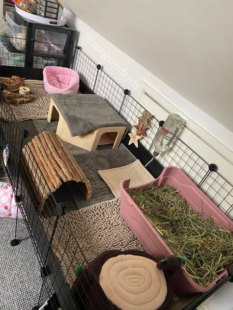 Pink Guinea Pig Cage, Small Guinea Pig Cage Ideas, Gineau Pig Cage Ideas Diy, Guine Pig Cage Ideas, Guenia Pig Cages, Ginny Pigs Cages, Guinea Pig C&c Cage Ideas, Guinea Pig Room Ideas, C C Cage Guinea Pigs Ideas