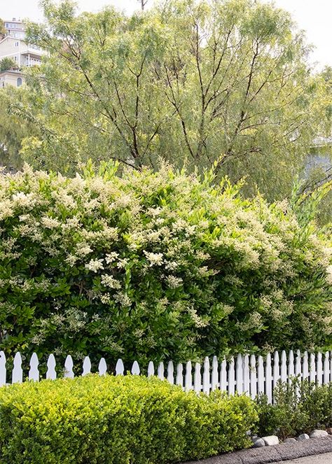 Best high-impact, fast-growing shrubs in all zones Fast Growing Privacy Shrubs, Fast Growing Shrubs, Shrubs For Privacy, Fast Growing Evergreens, Monrovia Plants, Privacy Landscaping, Topiary Garden, Front Garden Design, Blooming Plants