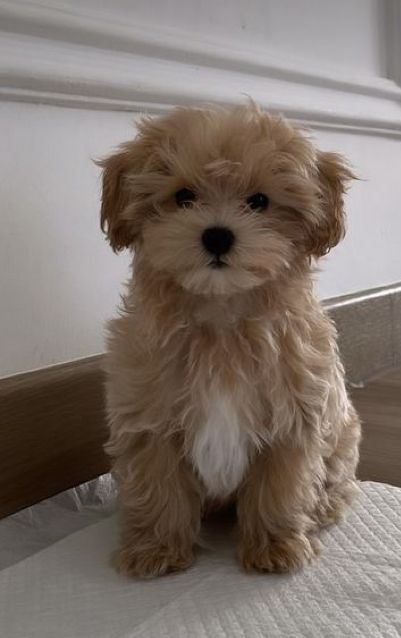 Multi-pooh Puppy, Teacup Maltipoo Full Grown, Cavapoo Aesthetic, Dogs And Puppies Aesthetic, Cute Dogs And Puppies Aesthetic, Brown Maltese, Puppies Aesthetic, Cute Tiny Dogs, Bichon Poodle