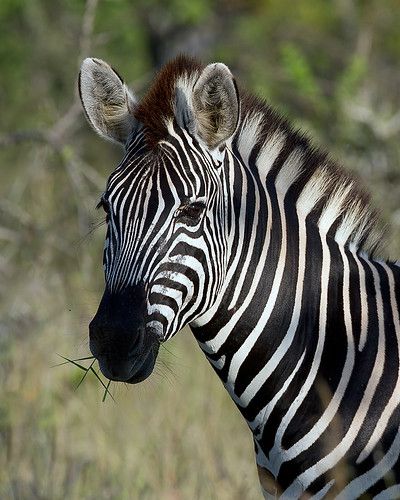 Burchell's Zebra | Wild South Africa Kruger National Park | Leon Molenaar | Flickr South Africa Animals, Zebra Wallpaper, Zebra Art, Africa Animals, Zebras Animal, African Wildlife, African Animals, Animal Wallpaper, Safari Animals