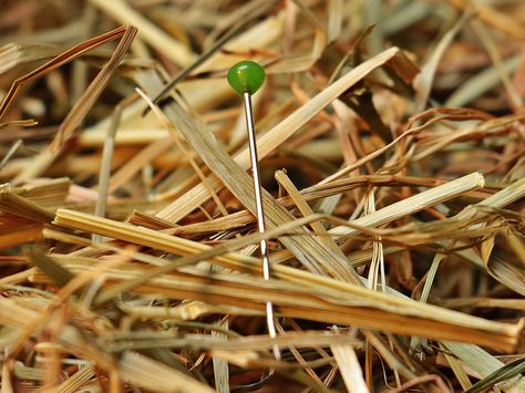 Needle In A Haystack, Needle, Haystack, Love, Pin Dream Definition, Gold Color Palettes, Dream Meanings, Dream Interpretation, Mulch, Open Space, Gardening Tips, Search Engine, Something To Do