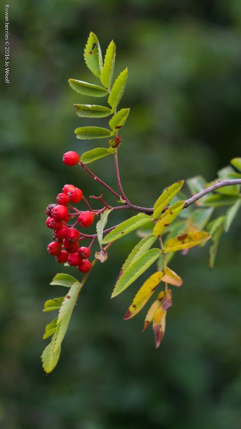 Rowan berries © Jo Woolf Rowan Branch, Rowan Berry, Rowan Berries, Winter Berries, Berries Photography, Mountain Ash, Picture Tree, Rose Family, Deciduous Trees