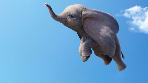 No Feathers Needed—How the Dumbo VFX Team Made an Elephant Fly - D23 Dumbo Flying, Dumbo The Flying Elephant, Flying Elephant, Balloon Crafts, Baby Mine, Character Poses, Disney Fan, Walt Disney Company, An Elephant