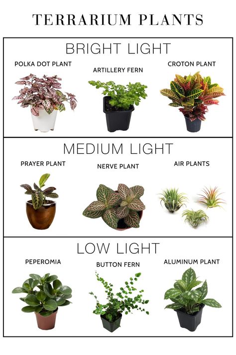 Houseplants For Beginners, Closed Terrarium Plants, Easy Houseplants, Diy Succulent Terrarium, Deco Nature, Inside Plants, Growing Plants Indoors, Modern Hallway, Garden Terrarium