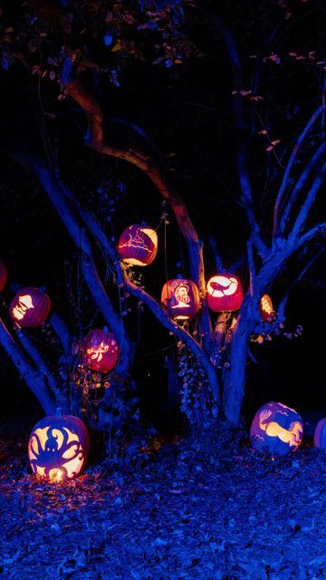 Mindy Briar | New England 📷 on Instagram: "Small town charm in Mystic, Connecticut at America’s leading maritime museum… @mysticseaportmuseum ! During Halloween weekend the outdoor portion of the museum turns into a spooky Jack-O-Lantern walk. Filled with nautical pumpkins (yes, it’s a thing!), ghost walks, spooky ship tours and more…supporting local museums just doesn’t get much cuter! Happy Halloween, New England! 🎃🌊🐋 #pumpkinpatch #jackolantern #halloween #halloweenparty #spookyseason #sp Nautical Pumpkins, Lantern Walk, Mystic Connecticut, Ghost Walk, Maritime Museum, Jack O Lantern, Pumpkin Patch, Small Town, Pumpkin Carving