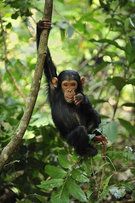 Monkey Images, Baby Chimpanzee, Monkey Bike, Animal Photography Wildlife, Year Of The Monkey, Animal Art Prints, Monkey Art, Majestic Animals, Animal Sketches