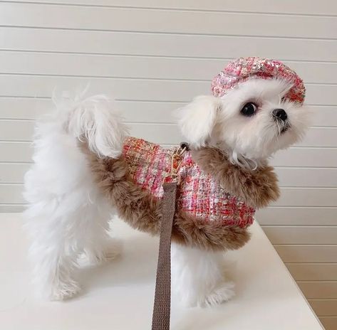 Small Dog Outfits, Purse Dog, Dog Clothes Patterns Sewing, Dog Fashion, Small Dog Clothes, Dog Clothes Patterns, Fun Toys, Dog Dress, Pet Style