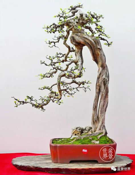 Bunjin Bonsai Style, Bonsai Bunjin, Adenium Bonsai, Bougainvillea Bonsai, Bonsai Fruit Tree, Bonsai Nursery, Desert Rose Plant, Bonsai Techniques, Bonsai Ideas