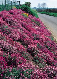 For the ditch? Ground cover plants such as Aubrieta are excellent for steep banks - they suppress weeds, help stabilise the soil and are low maintenance. Low Maintenance Landscape, Landscaping A Slope, Landscape Diy, Hillside Garden, Hillside Landscaping, Sloped Garden, Low Maintenance Landscaping, Ground Cover Plants, The Secret Garden