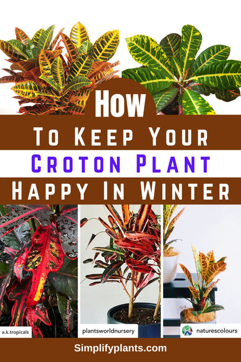 "Discover essential tips on how to keep your Croton plant happy in winter! 
This guide covers Croton plant care indoors, ensuring your Codiaeum 
variegatum thrives even in colder months. Learn about Petra Croton plant 
care and the best practices for colorful house plants indoors. Explore how 
to maintain healthy crotons for both indoor and outdoor landscaping!" Bush On Fire Croton Care, Croton Plant Indoor, Colorful House Plants, Petra Croton, Croton Plant Care, Croton Plant, Codiaeum Variegatum, Colorful House, Container Gardening Flowers