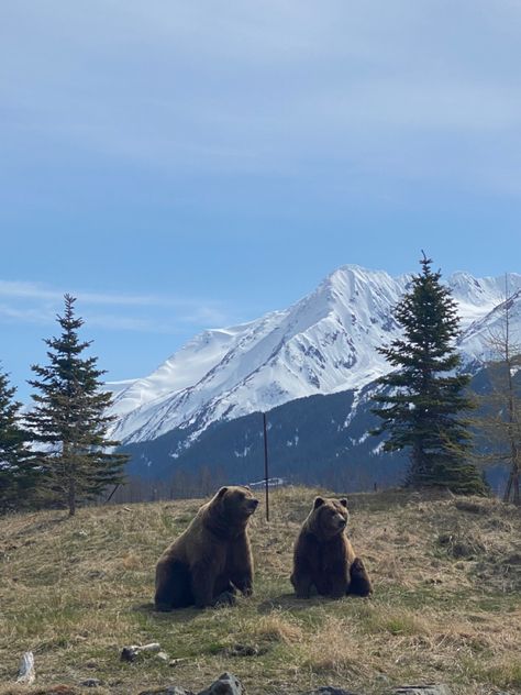 Country Mountains Aesthetic, Animals In Forest Aesthetic, Colorado Forest Aesthetic, Big Bear Mountain, Colorado Wildlife, Bear Aesthetic, Brown Bears, Park Ranger, Love Bear