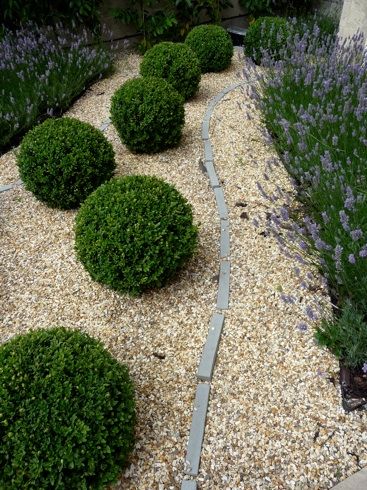 This combo of boxwood and lavender is what we'll do in the front of our house. Boxwood Landscaping, Front Gardens, Front Garden Design, Gravel Garden, Gardens Design, Front Landscaping, Garden Shrubs, Salon Ideas, Low Maintenance Garden