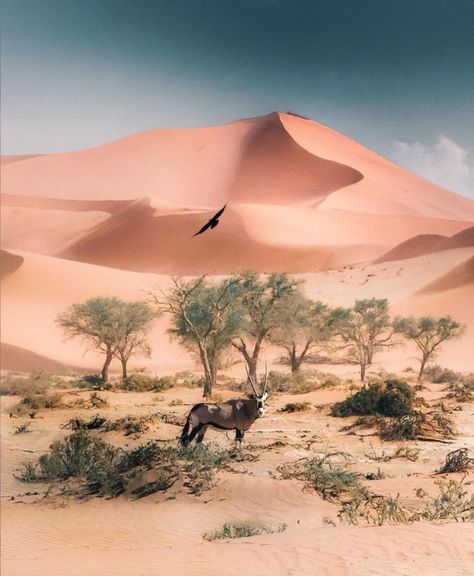 Maléfica on Twitter: "Sossusleiv National Park #Namibia… " Namibia Desert, Namibia Travel, Desert Sahara, Deserts Of The World, Sand Dunes, Botswana, Seychelles, The Desert, Nature Photos