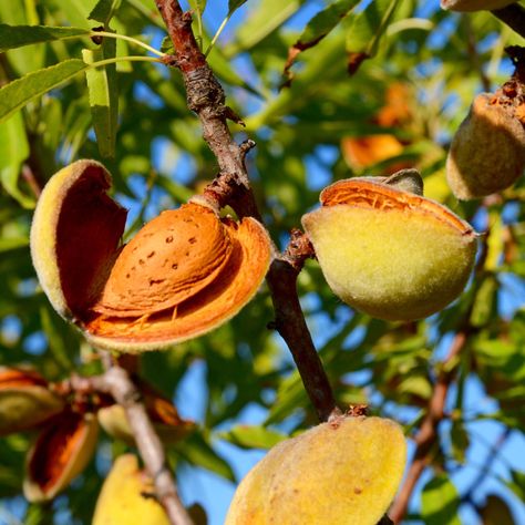 Almond Seed, Tattoo Plant, Almond Tree, Simple Nutrition, Exotic Fruit, Small Trees, Trees And Shrubs, Nutrition Tips, Dried Fruit