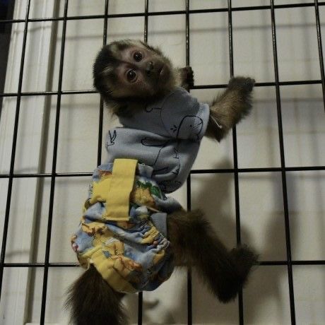 Baby Monkey For Sale, Capuchin Monkey Pet, Pet Monkey For Sale, Monkeys For Sale, Marmoset Monkey, Baby Monkeys, Capuchin Monkey, Funny Monkey