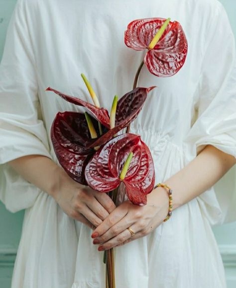 Red Lily Bouquet Wedding, Unusual Flower Bouquets, Avant Garde Bouquet, Red Anthurium Bouquet, Anthurium Bouquet Wedding, Anthurium Wedding Bouquet, Anthurium Bridal Bouquet, Arm Bouquet, Unusual Wedding Bouquets