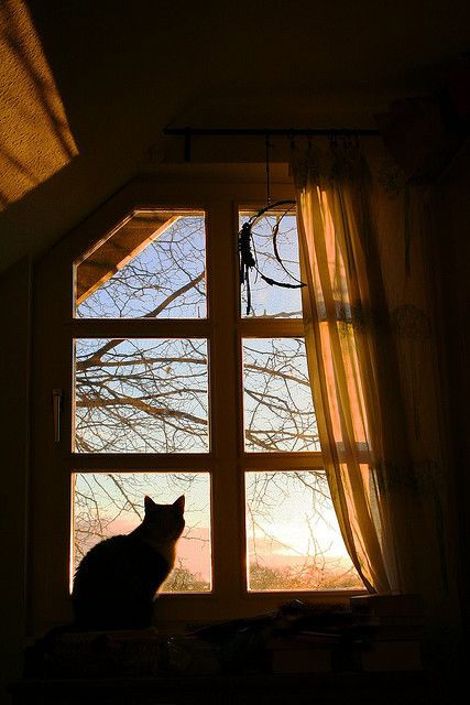 Cat Window, Looking Out The Window, Window View, Through The Window, Cat Aesthetic, Autumn Aesthetic, The Window, A Cat, Ramen