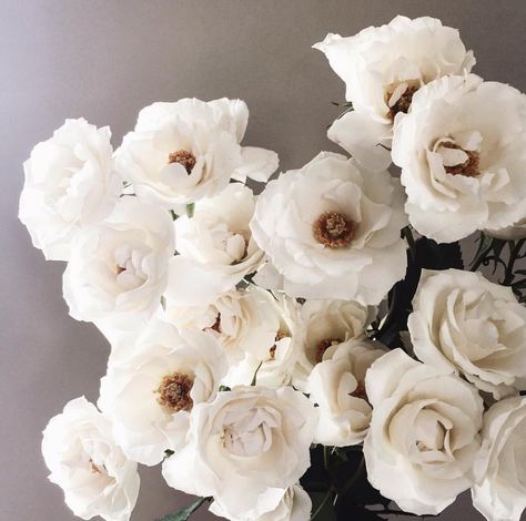 White majolica spray flower may...be my new fav White Majolica Spray Roses, Majolica Spray Rose, Majolica Rose, White Spray Rose, Privet Berries, White Spray Roses, Burgundy Dahlia, Flower Spray, Spray Roses