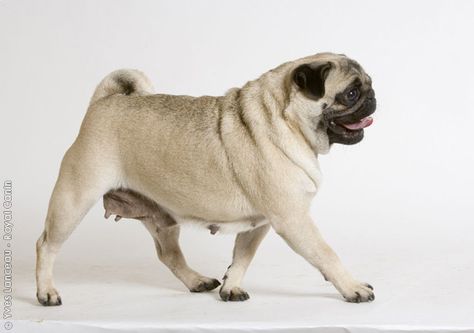 Pug. Side Pose, Petit Brabancon, Tibetan Spaniel, Pug Mug, Tibetan Terrier, Coton De Tulear, Brussels Griffon, Japanese Chin, Chinese Crested