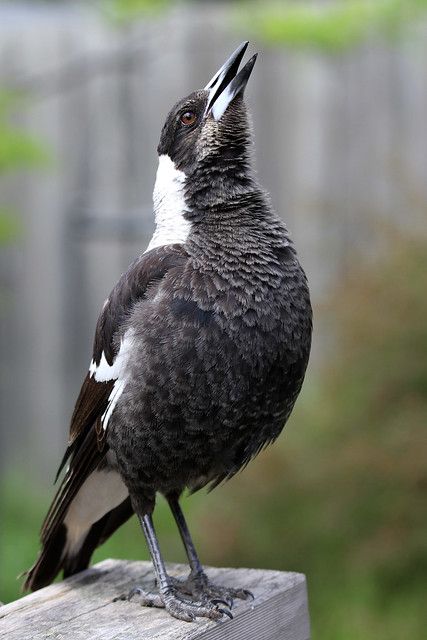 Warbling Magpie | Young Magpie warbling (singing) away in th… | Flickr Australian Magpie, Magpie Art, Australian Fauna, Birds Of Australia, Australian Wildlife, Commercial Carpet, Australian Birds, Australian Animals, Carpet Cleaner