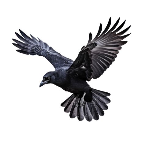 Raven Flying Drawing, Flying Crow Drawing, Crow Flying Drawing, Morrigan Tattoo, Crow Reference, Crow In Flight, Flying Crows, Crow Wings, Raven Photo