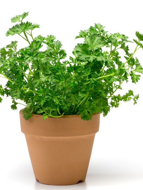 Growing Parsley Indoors, How To Grow Parsley, Grow Parsley, Growing Parsley, Parsley Plant, Better Lifestyle, Perennial Vegetables, Balcony Plants, Indoor Herb Garden