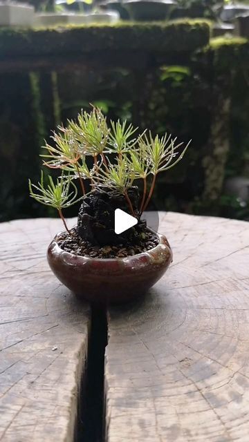 Pine Cone Bonsai How To, Pine Cone Bonsai, Pine Cone Planting, Planting Pine Cones, Pinecone Bonsai, Magical Hands, Pine Bonsai, Diy Pinecone, Tree Care