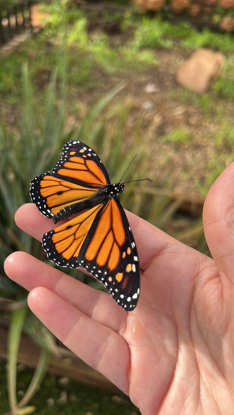 Real Life Butterfly Pictures, Real Butterfly Pictures, Black Mask Aesthetic, Pretty Flowers Photography, Cutee Animals, Best Snapchat, Butterfly Photos, Butterfly Pictures, Driving Pictures