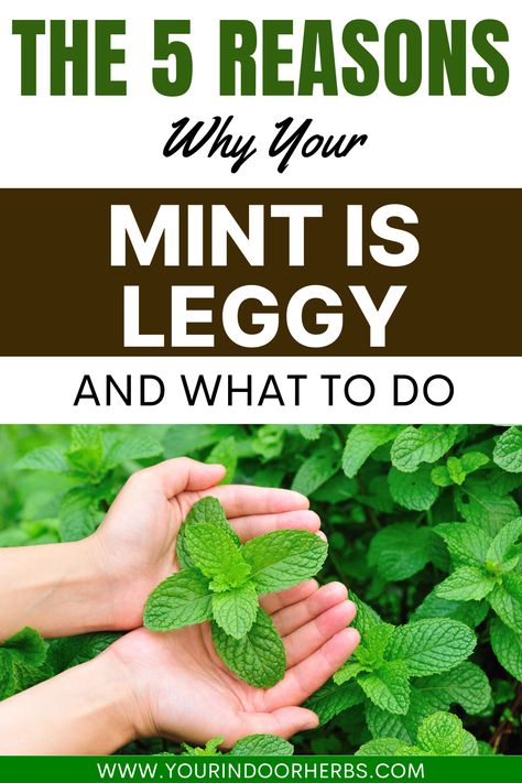 Why is your mint getting leggy? 🌱🌿 Uncover the reasons behind leggy mint growth and find expert tips to rejuvenate your plant. Learn how to trim, propagate, and care for your mint to ensure a lush and flavorful herb garden! 🍃👩‍🌾 #MintCare #GardeningTips #HerbGarden Mint Plant Care, Growing Mint Indoors, Indoor Herbs, Herbs Growing, Fancy Foods, Mint Plant, Modern Farming, Mint Garden, Grow Garden